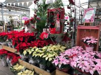 Houseplant of the month: Poinsettia