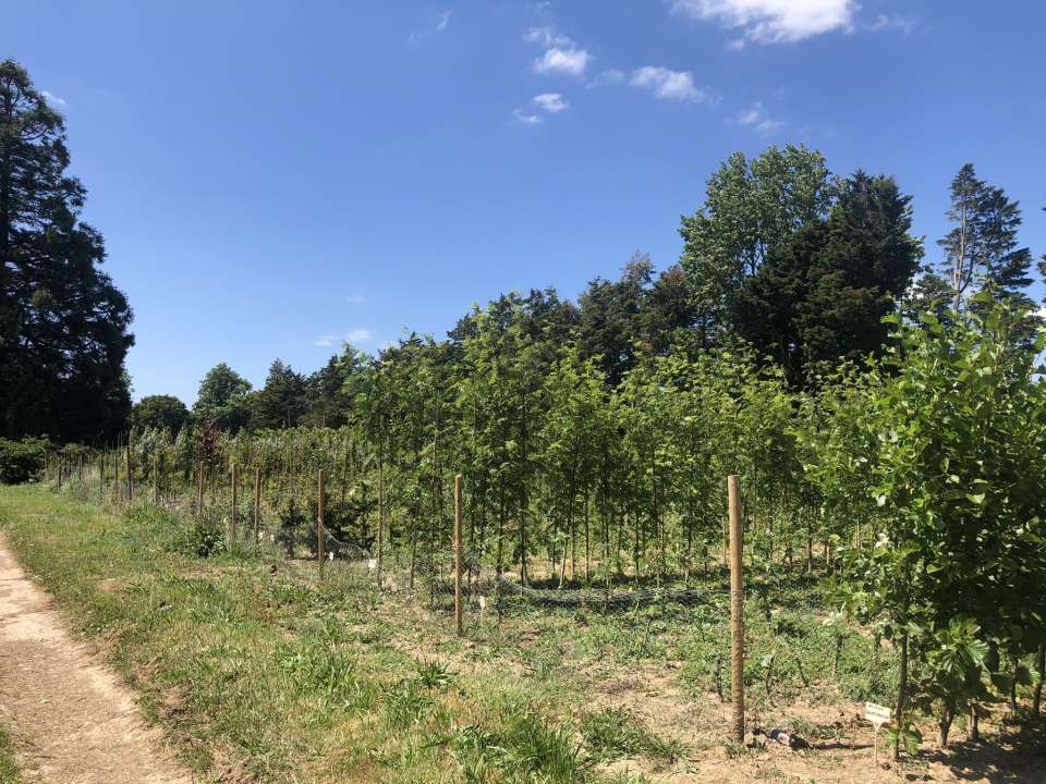 Nursery - Everton Nurseries Ltd - Garden Centre in Hampshire