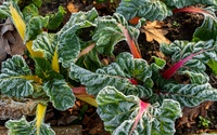 15 gardening tips for December