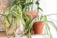 4 Houseplant trends for 2023