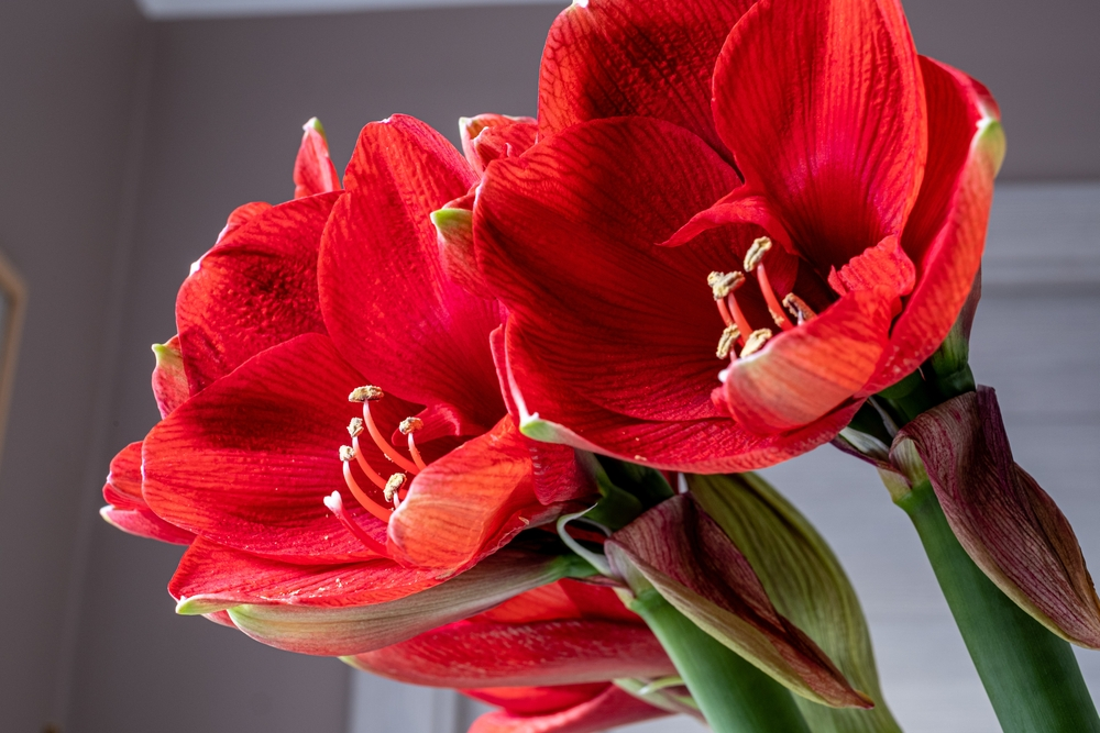 All about the Amaryllis - Everton Nurseries Ltd - Garden Centre in ...