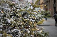 DIY Ideas: Recycling the Christmas tree