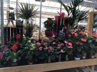 Houseplant of the month: Anthurium