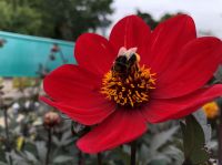 How to make a bee-friendly garden?