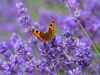 Planting pollinator-friendly flowers