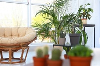 Top 10 Houseplants to Replace the Christmas Tree