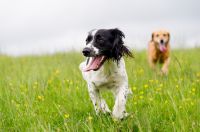 Top tips for taking your pet on holiday