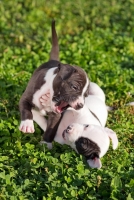 Dog-friendly gardening