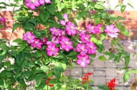 Clematis pruning made simple